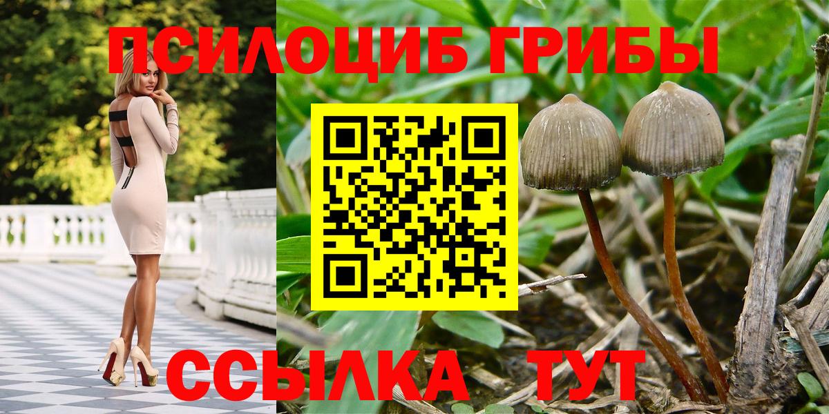 Псилоцибиновые грибы Psilocybine cubensis  Камышин  Псилоцибиновые грибы Psilocybe 